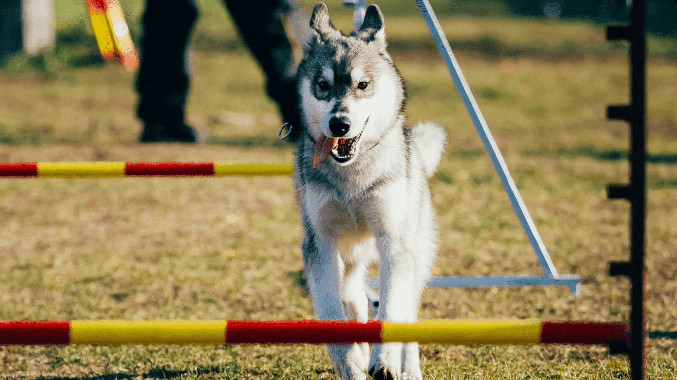 I benefici dell’attività fisica per il tuo cane: Mantenere il tuo amico a quattro zampe felice e sano!