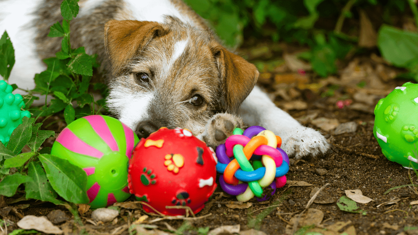 Come scegliere il gioco giusto per il tuo Cane: Una guida completa