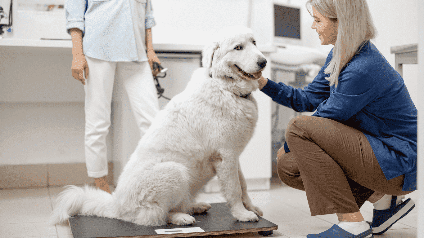 Consigli per il controllo del peso del tuo Cane: Mantenilo in forma e in Salute!