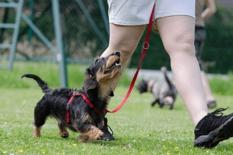 Addestramento Canino: Tecniche efficaci per allenare il tuo Cane e rafforzare il legame