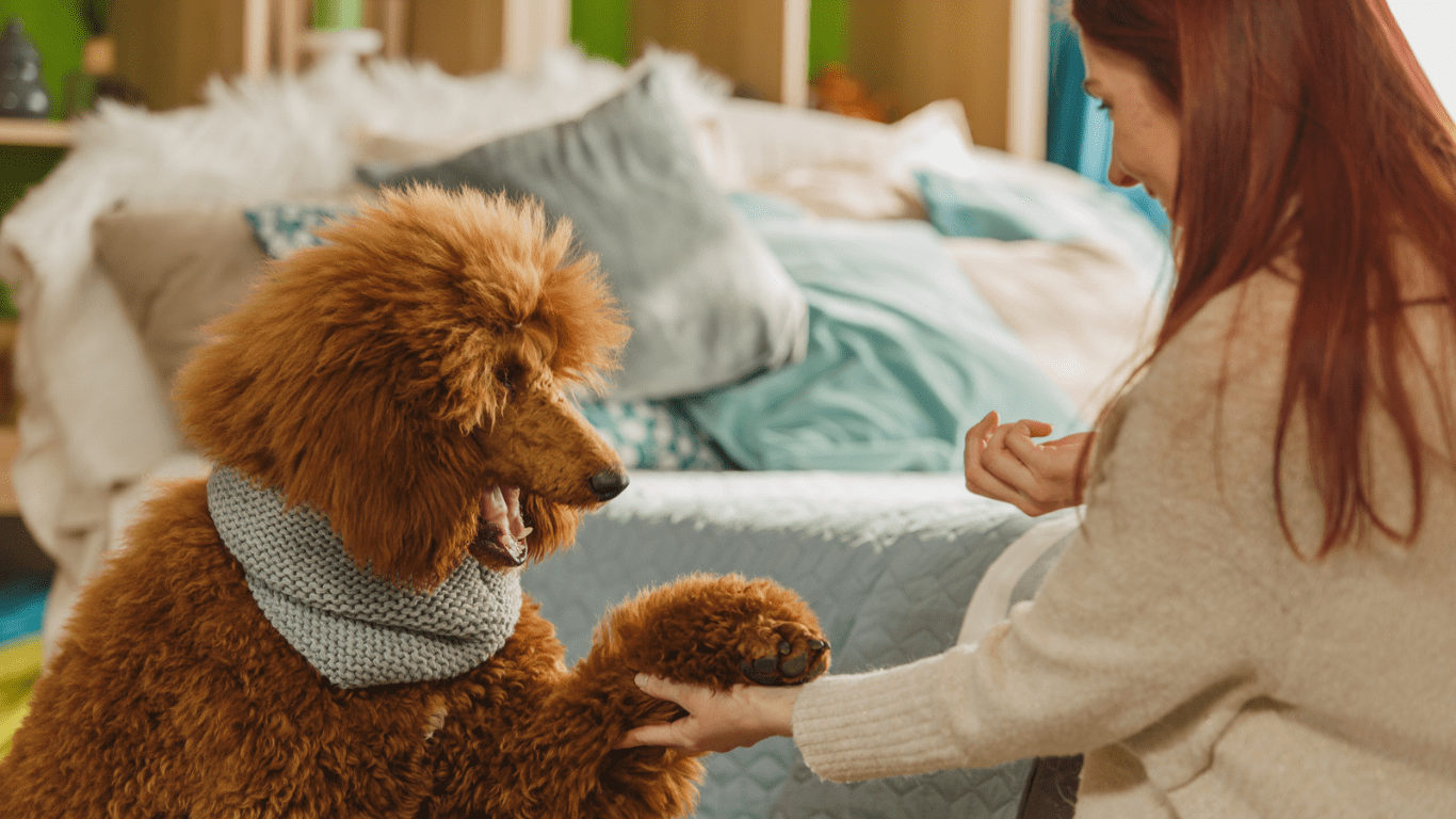 Come insegnare trucchi divertenti al tuo cane a casa